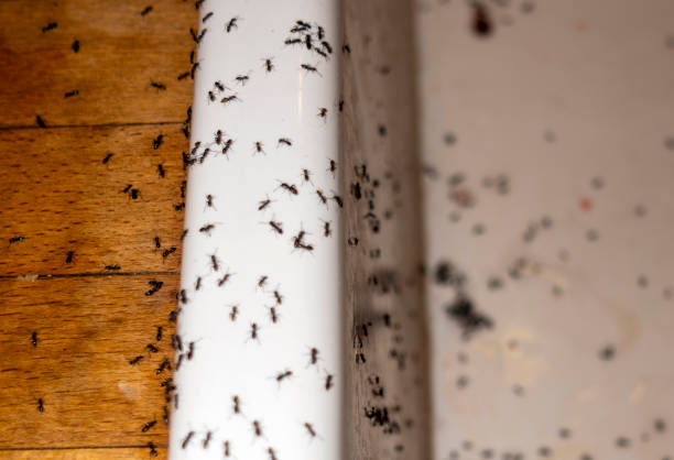 Best Affordable Pest Control Services  in Bloomville, OH
